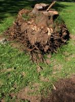 Al's Stump Grinding & Root Clearing image 1
